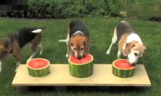 小狗能吃西瓜吗