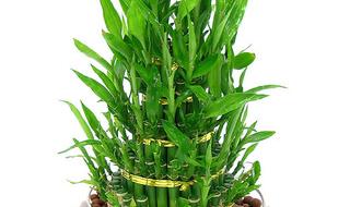 小竹子盆栽有哪些